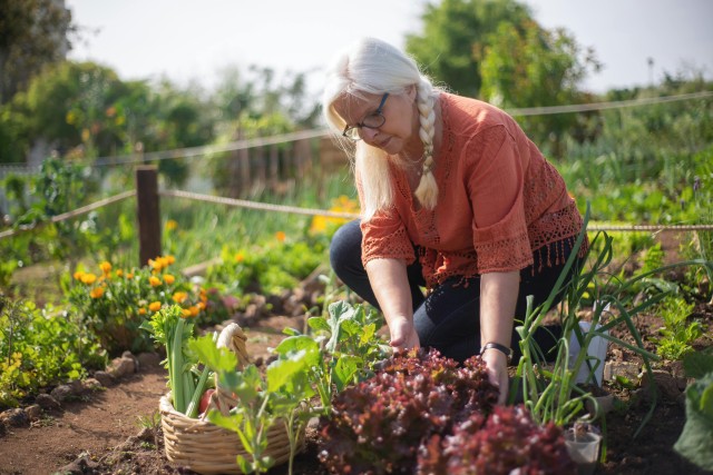 Hoe je je eigen groenten en kruiden kunt verbouwen in de tuin